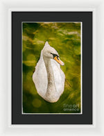 Load image into Gallery viewer, Swan  - Framed Print
