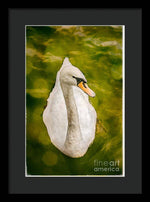 Load image into Gallery viewer, Swan  - Framed Print
