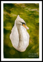 Load image into Gallery viewer, Swan  - Framed Print
