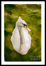 Load image into Gallery viewer, Swan  - Framed Print
