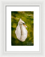 Load image into Gallery viewer, Swan  - Framed Print

