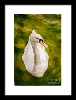 Load image into Gallery viewer, Swan  - Framed Print
