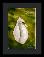 Load image into Gallery viewer, Swan  - Framed Print
