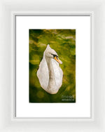 Load image into Gallery viewer, Swan  - Framed Print
