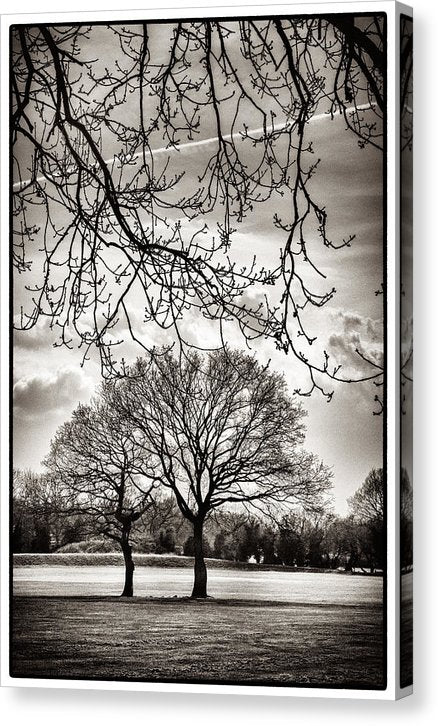 Urban Park trees - Canvas Print