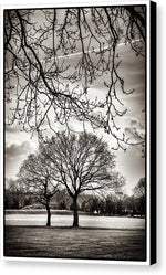 Load image into Gallery viewer, Urban Park trees - Canvas Print
