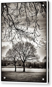 Urban Park trees - Acrylic Print