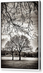 Load image into Gallery viewer, Urban Park trees - Acrylic Print
