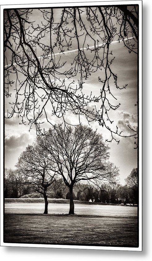 Urban Park trees - Metal Print