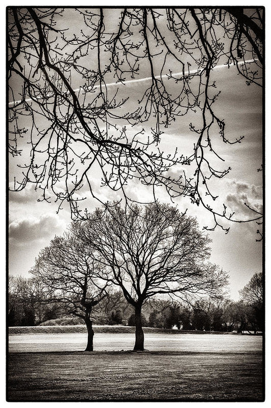 Urban Park trees - Art Print