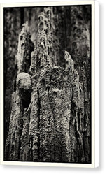 Load image into Gallery viewer, Weathered Wooden Post - Canvas Print
