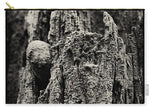 Load image into Gallery viewer, Weathered Wooden Post - Carry-All Pouch
