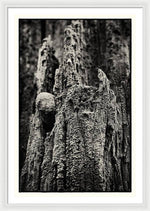 Load image into Gallery viewer, Weathered Wooden Post - Framed Print
