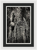 Load image into Gallery viewer, Weathered Wooden Post - Framed Print
