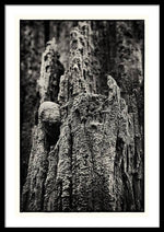 Load image into Gallery viewer, Weathered Wooden Post - Framed Print

